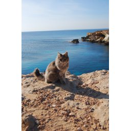 Кипрский кот