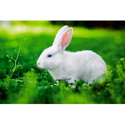 Мир кроликов